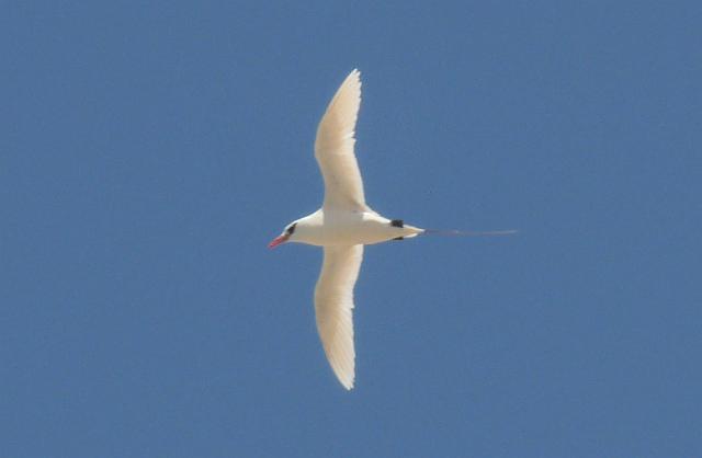 (26) Red-tailed Tropicbird.JPG